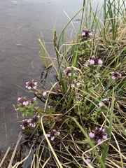 Pedicularis pennellii