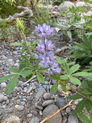 Macrosiphum albifrons
