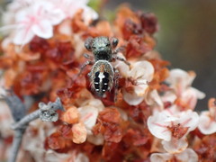 Phidippus californicus