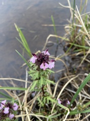 Pedicularis pennellii