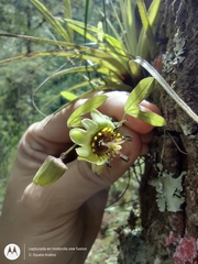 Passiflora allantophylla