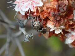 Phidippus californicus