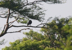 Buteogallus urubitinga