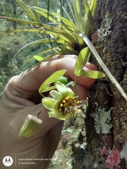 Passiflora allantophylla