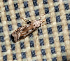 Occidentalia comptulatalis