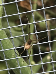 Latrodectus geometricus