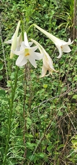 Lilium formosanum × lilium longiflorum