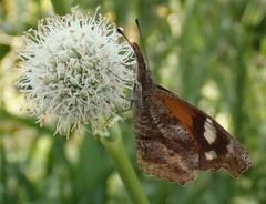 Libytheana carinenta bachmanii
