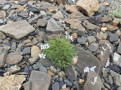 Eremogone tschuktschorum