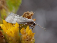 Cisthene faustinula