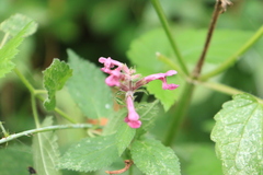 Stachys chamissonis cooleyae