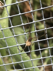 Latrodectus geometricus