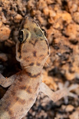 Pachydactylus montanus