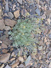 Artemisia lagopus