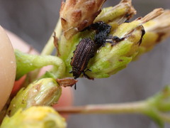 Microrhopala rubrolineata