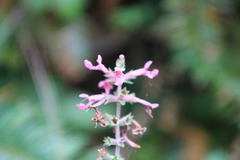 Stachys chamissonis cooleyae