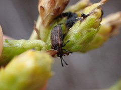 Microrhopala rubrolineata