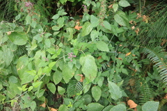 Stachys chamissonis cooleyae