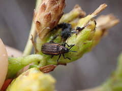 Microrhopala rubrolineata