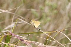 Hesperia leonardus pawnee