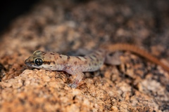 Pachydactylus montanus