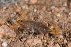 Uroplectes gracilior