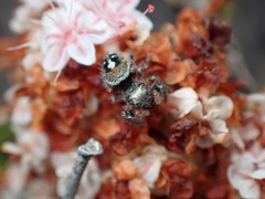 Phidippus californicus