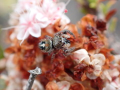 Phidippus californicus