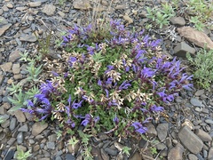 Dracocephalum palmatum