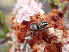 Phidippus californicus