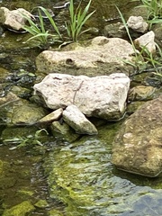 Plestiodon tetragrammus brevilineatus