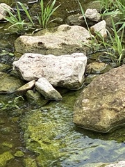 Plestiodon tetragrammus brevilineatus