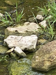 Plestiodon tetragrammus brevilineatus
