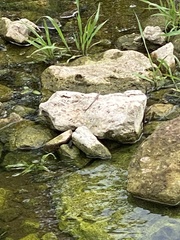 Plestiodon tetragrammus brevilineatus