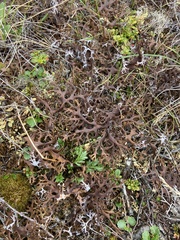 Masonhalea richardsonii