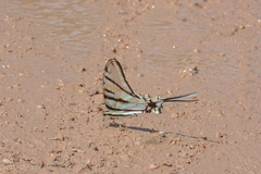 Protographium epidaus tepicus