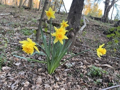 Narcissus