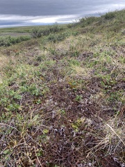 Masonhalea richardsonii