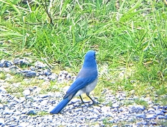 Aphelocoma woodhouseii