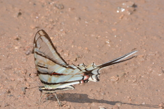 Protographium epidaus tepicus
