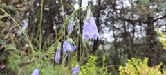 Adenophora coelestis