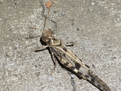 Dissosteira spurcata