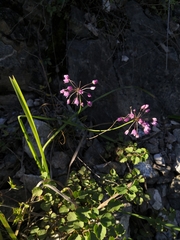 Allium rubens
