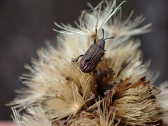 Microrhopala rubrolineata