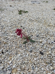 Dicentra peregrina