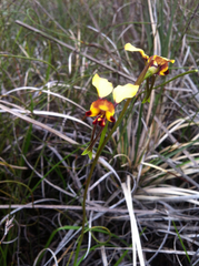 Diuris corymbosa