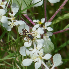 Trichodes peninsularis