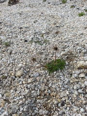 Pulsatilla magadanensis