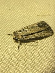 Catabenoides
