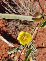 Sida calyxhymenia